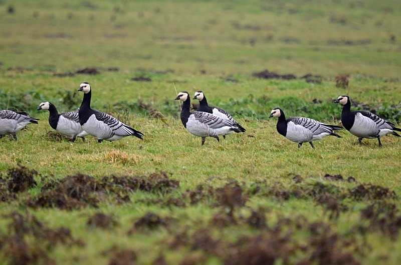 Barnacle Geese - Netherlands - December 2019