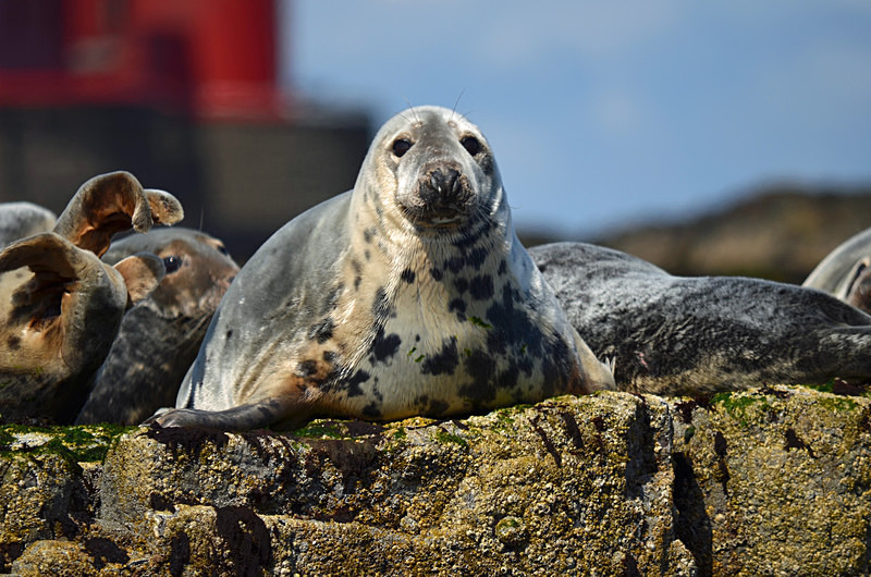 Atlantic Grey Seal - Atlantic Grey Seals