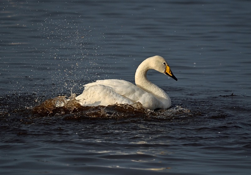 Whooper Swan - Whooper and Bewick's Swans