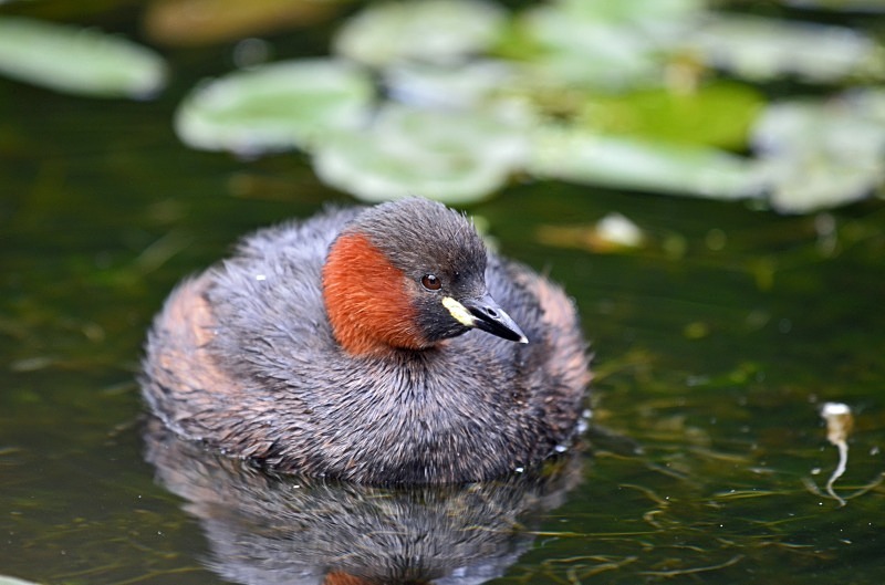 Little Grebe - Grebes