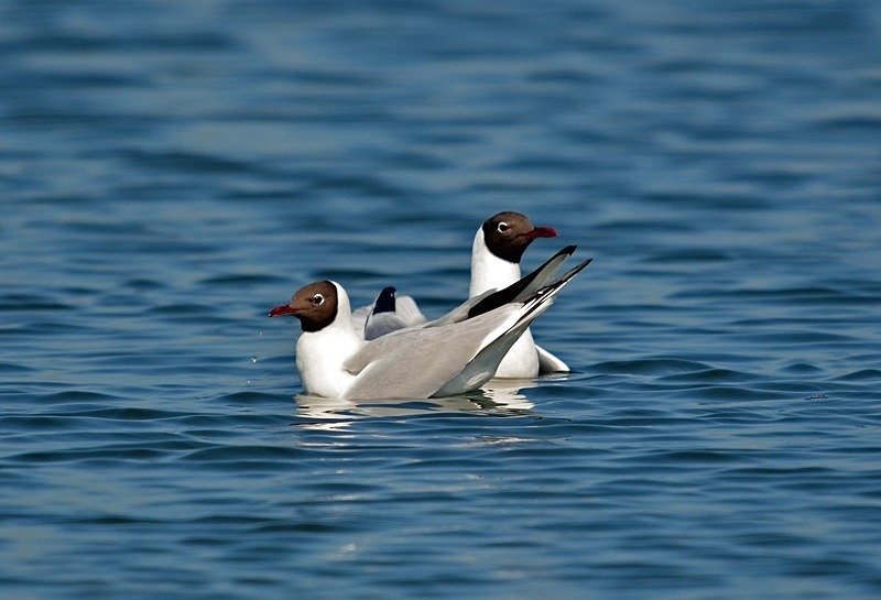 Black-headed Gulls - Gulls