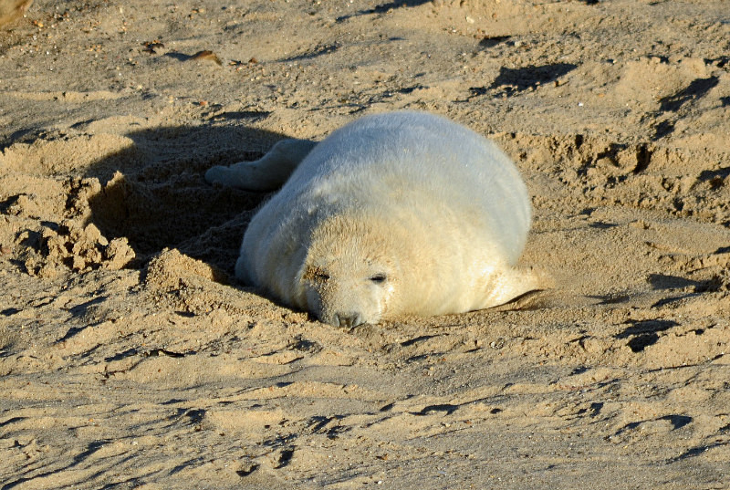 Atlantic Grey Seal - Atlantic Grey Seals