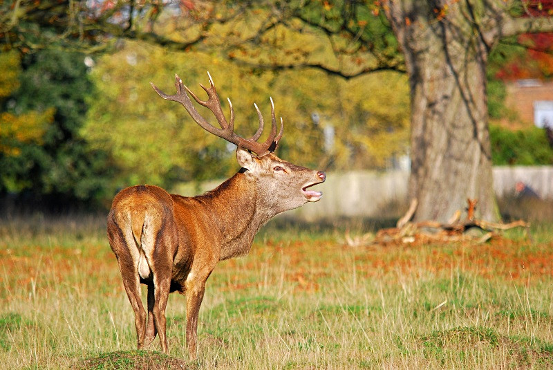 Red Deer - Red Deer
