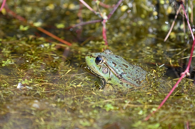 Marsh Frog - Frogs and toads