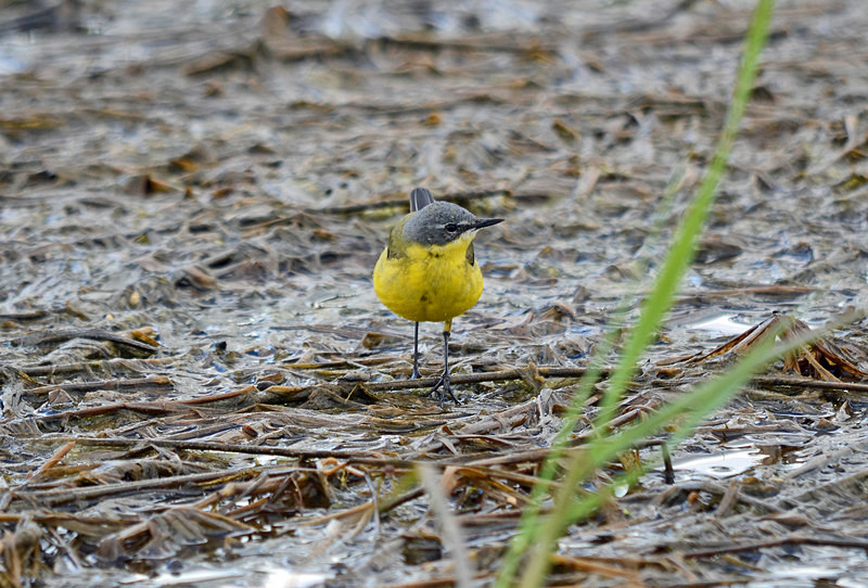 Blue-headed Wagtail - Estonia