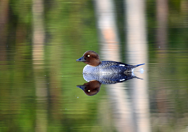 Goldeneye - North east Finland