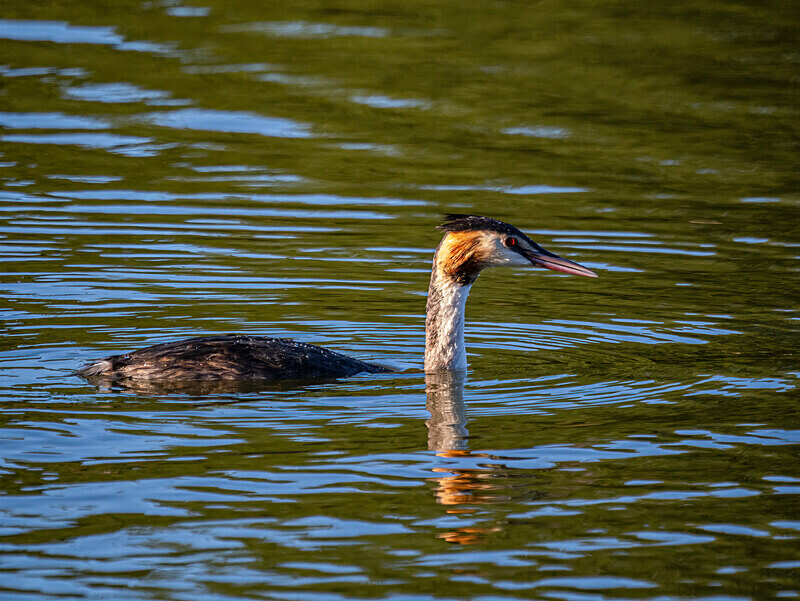 Great Crested Grebe - Latest photos