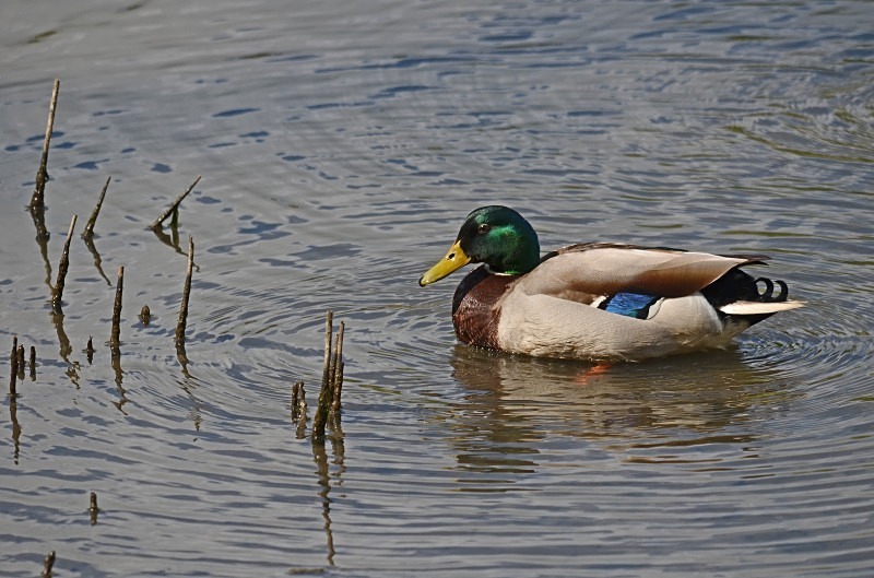 Mallard - Dabbling ducks