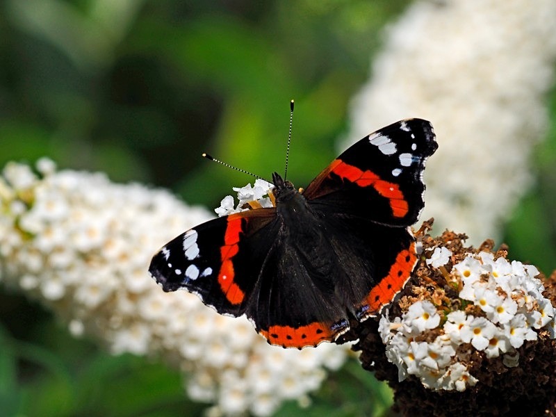 Red Admiral - Butterflies