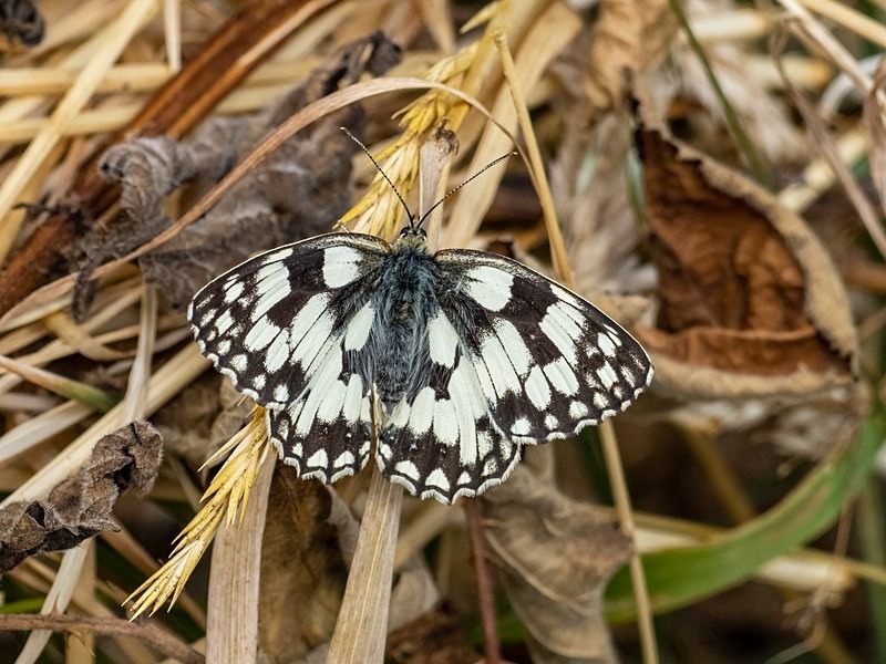 Marbled White - Butterflies