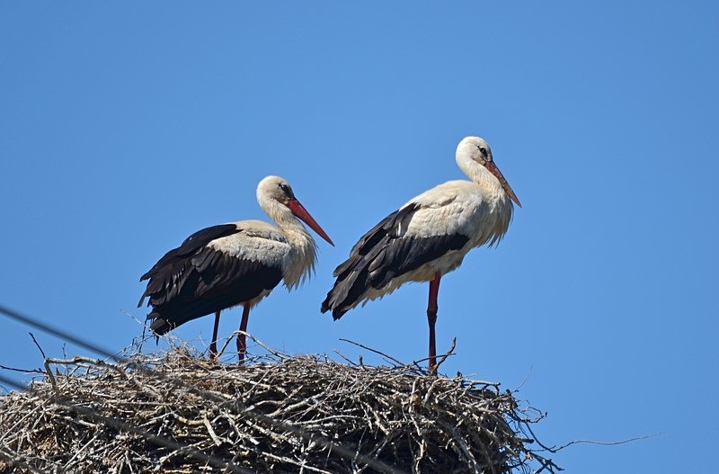 White Storks - Slovakia