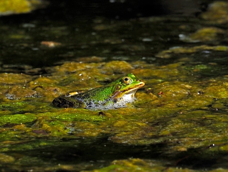 Edible Frog - Frogs and toads