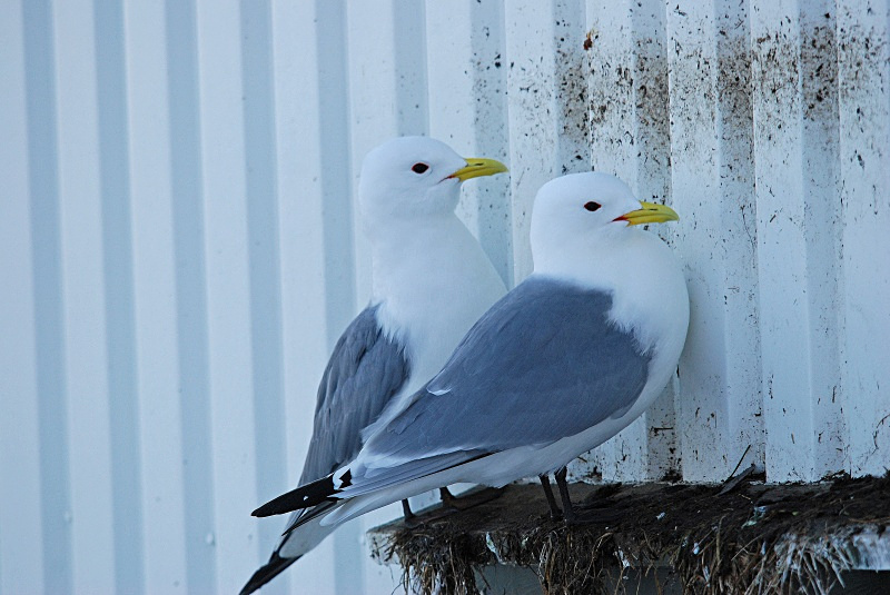 Kittiwakes - Norway
