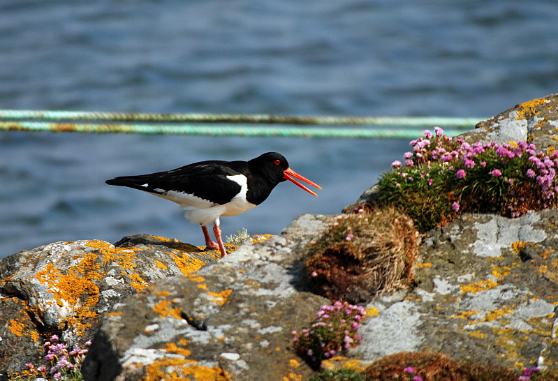 Oystercatcher - Oystercatchers