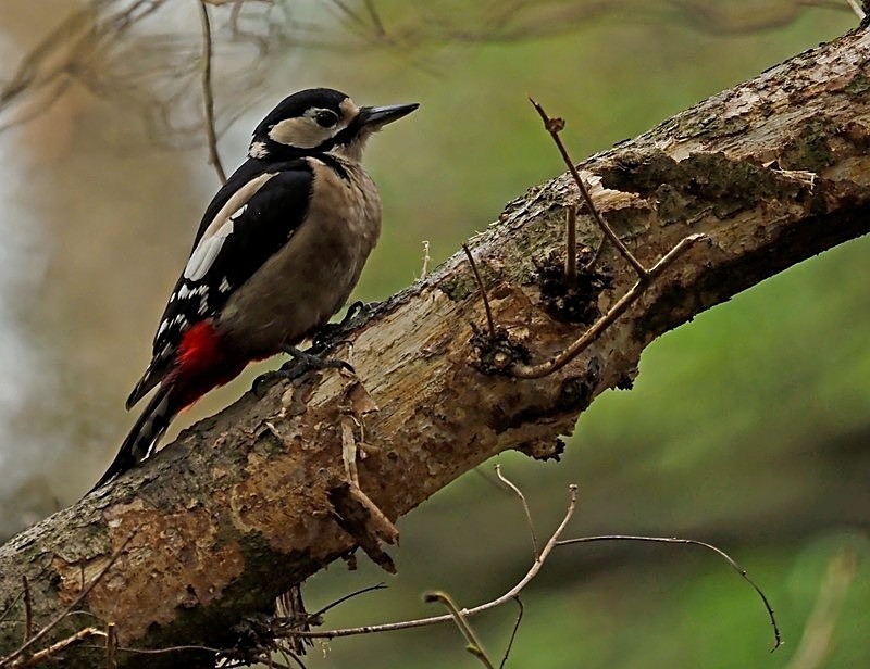 February 2022 - Great Spotted Woodpecker - Photos of the month