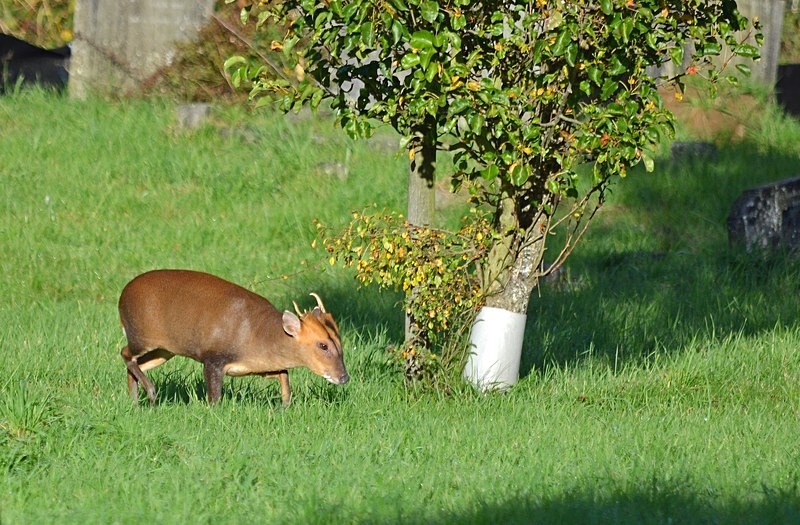 Reeves' Muntjac - Other deer