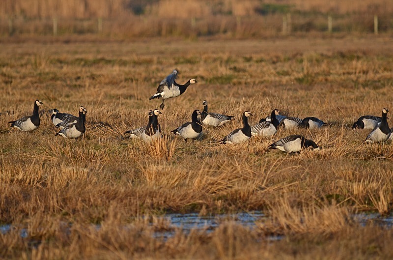 Barnacle Geese - Black geese