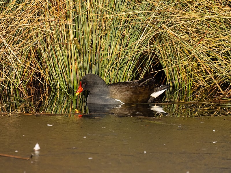 Moorhen - Crakes and rails