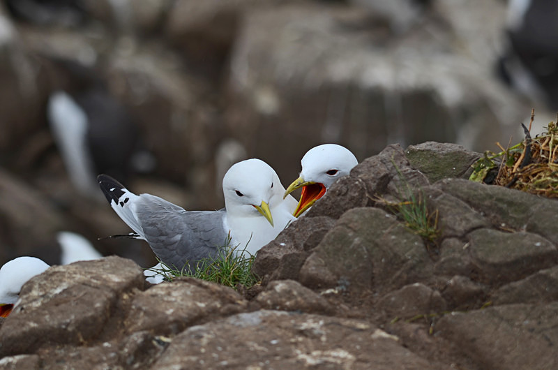 Kittiwakes - Gulls