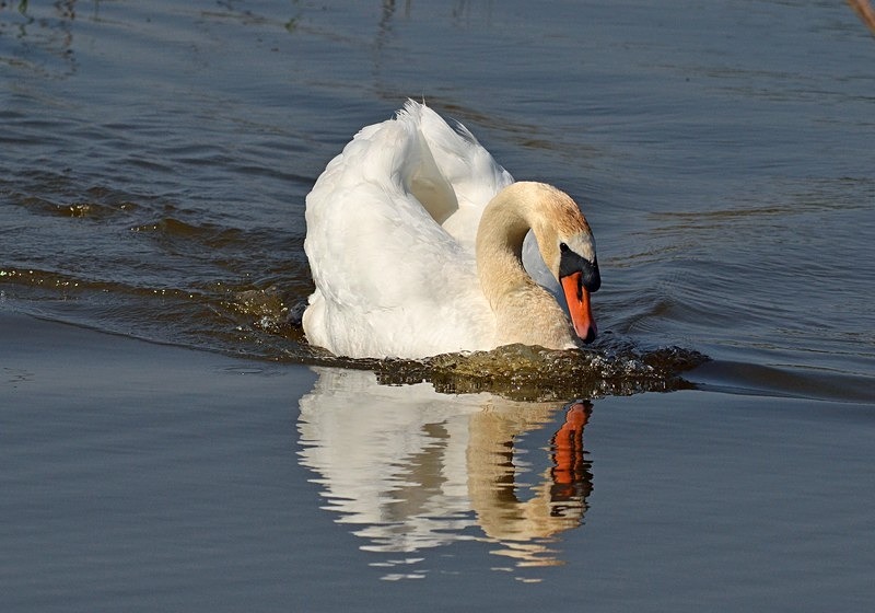 Mute Swan - Mute Swans