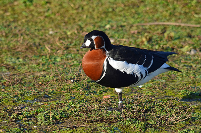 Red-breasted Goose - Black geese