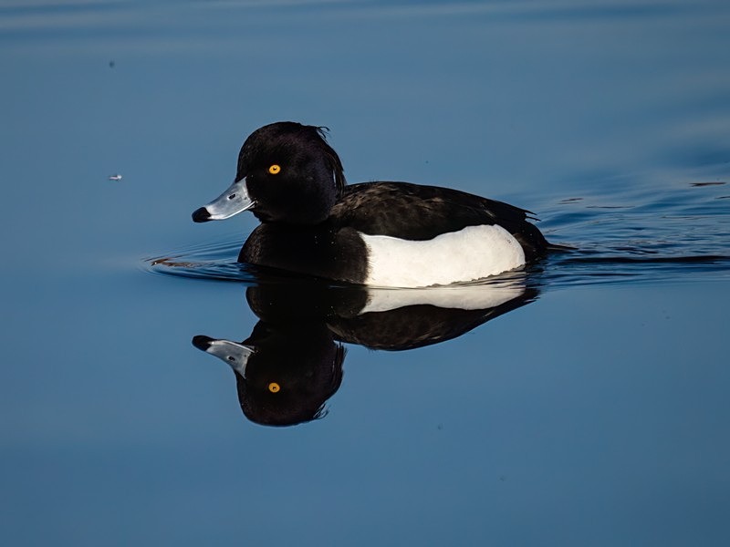 Tufted Duck - Diving ducks