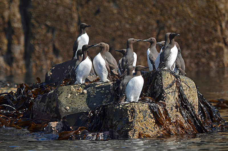 Common Guillemots - Auks