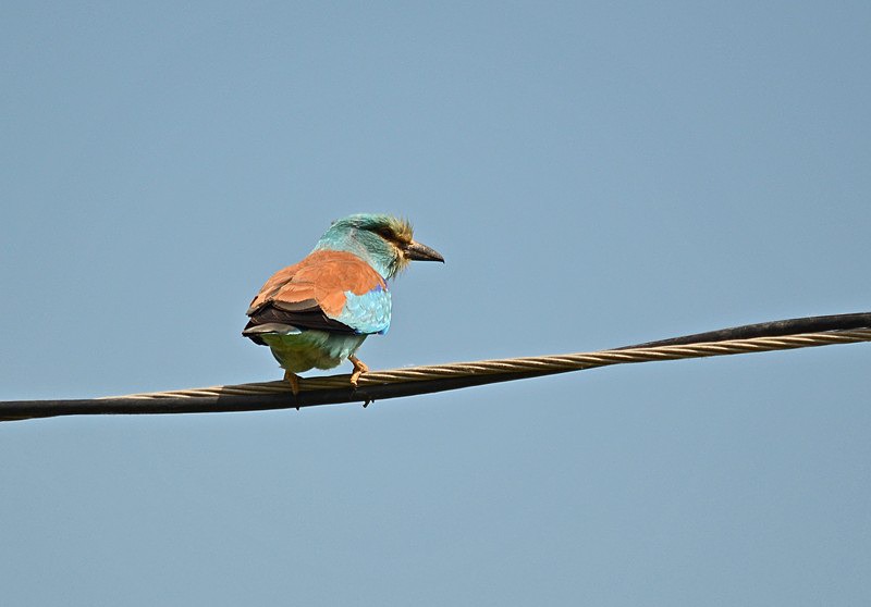Roller - Hungary
