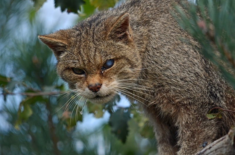 Scottish Wildcat - Scottish Wildcat