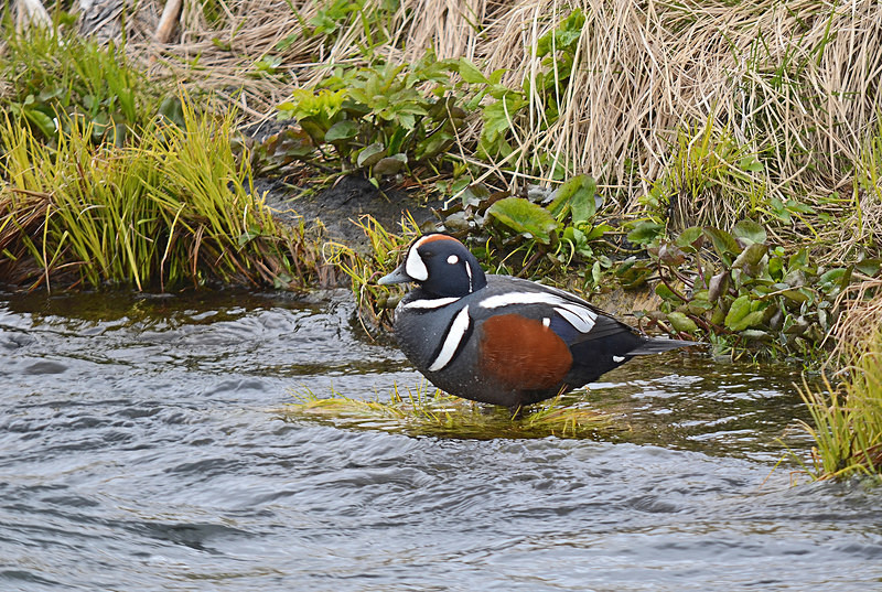 Harlequin Duck - North east Iceland