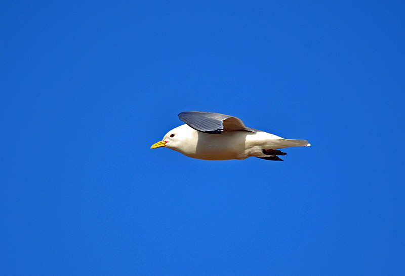Kittiwake - Westfjords