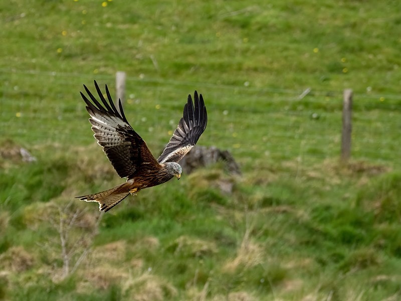 Red Kite - Birds of prey