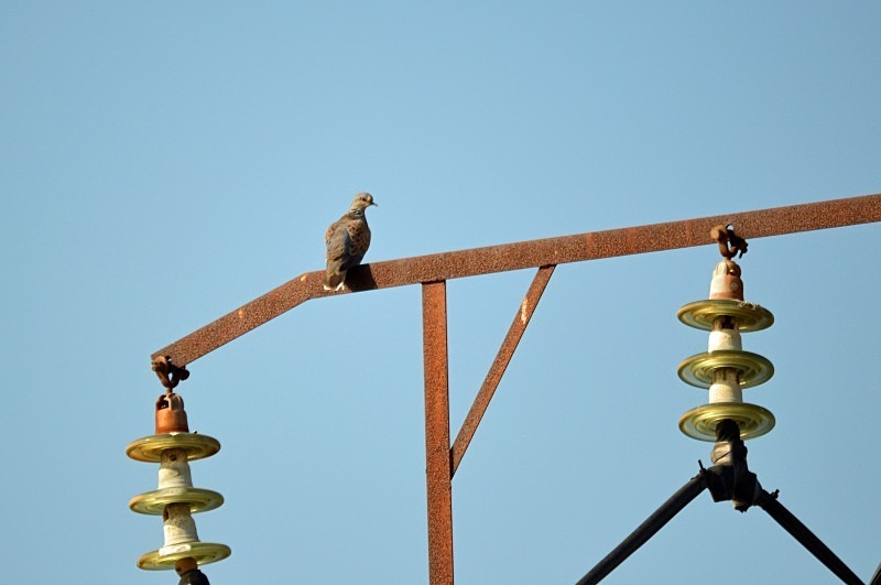 Turtle Dove - South Spain - September 2013