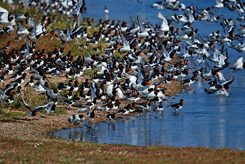 Oystercatchers - Oystercatchers