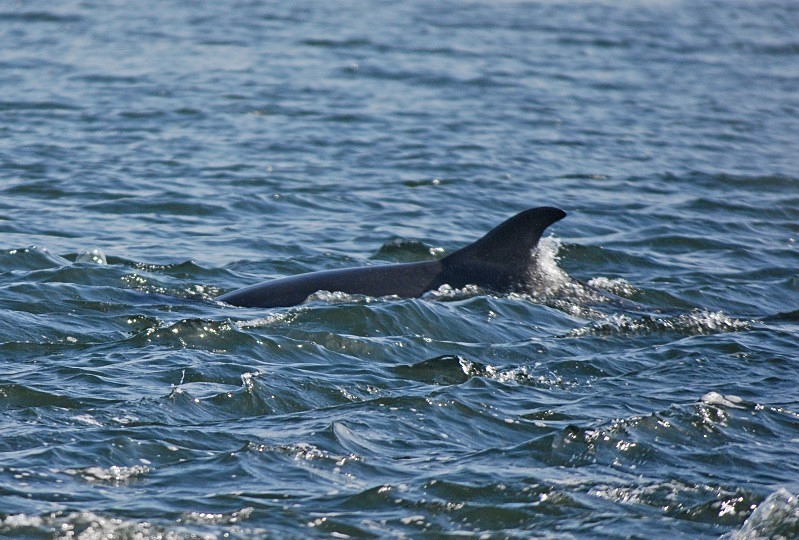 Bottlenose Dolphin - Whales and dolphins