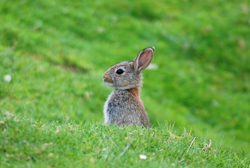 Rabbit - Other mammals