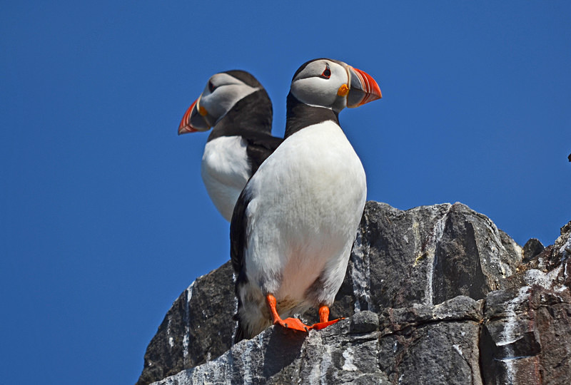 Puffin - Puffins