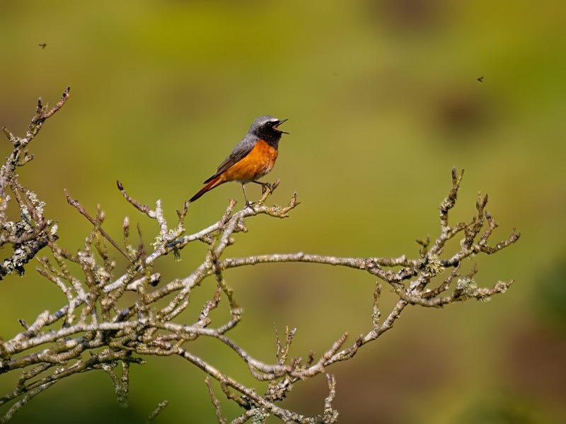 Common Redstart - Chats