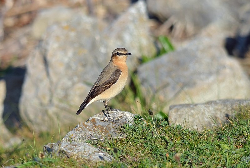 Northern Wheatear - Chats
