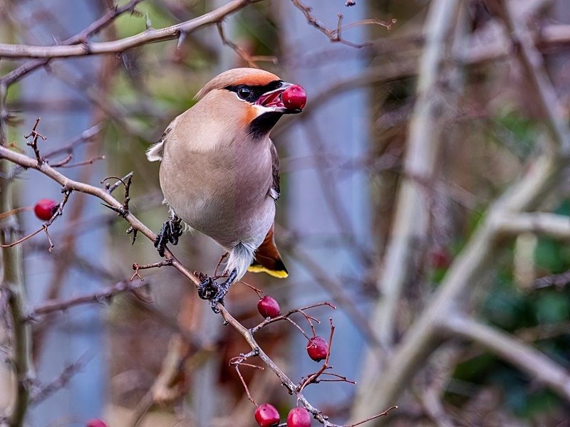 Waxwing - Latest photos