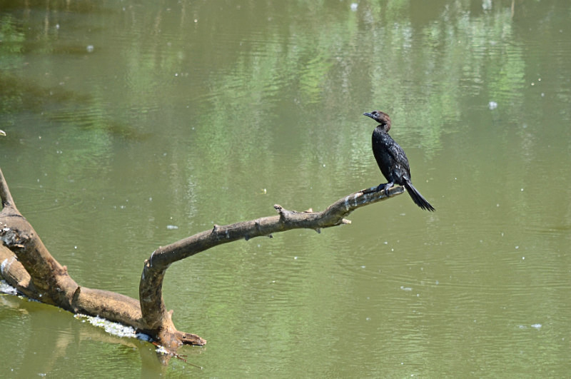 Pygmy Cormorant - Central Macedonia