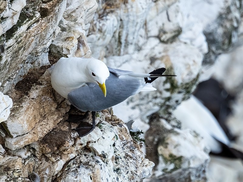 Kittiwake - Gulls