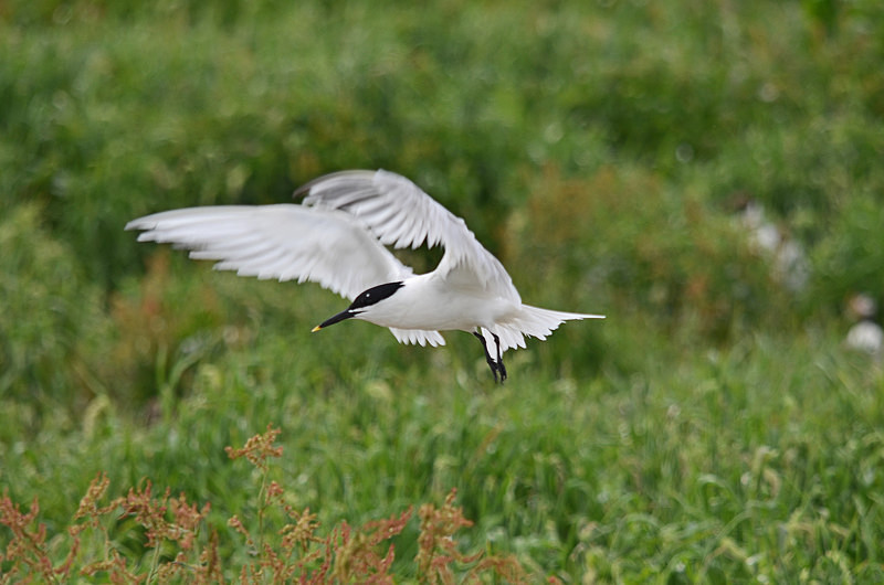 Sandwich Tern - Terns