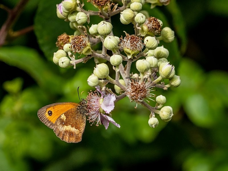 Gatekeeper - Butterflies