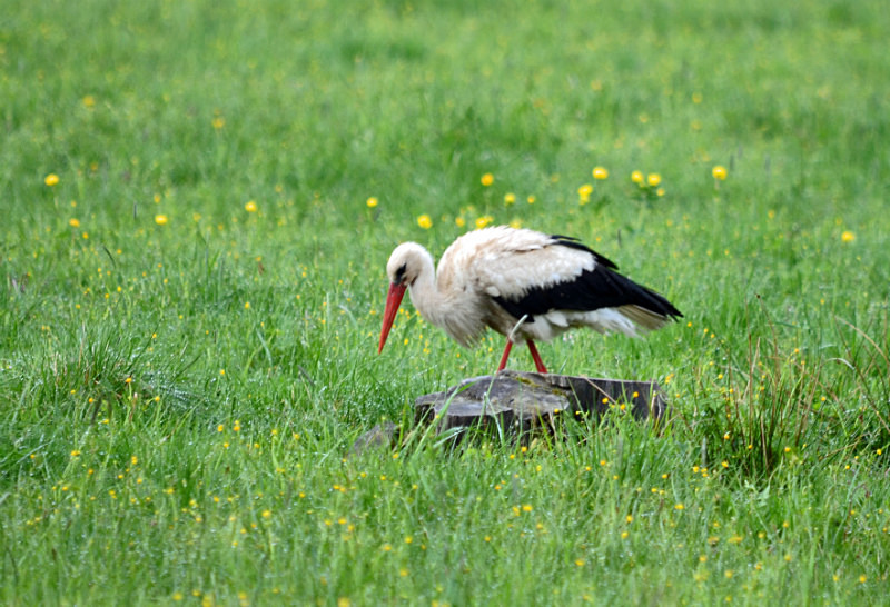 White Stork - Estonia