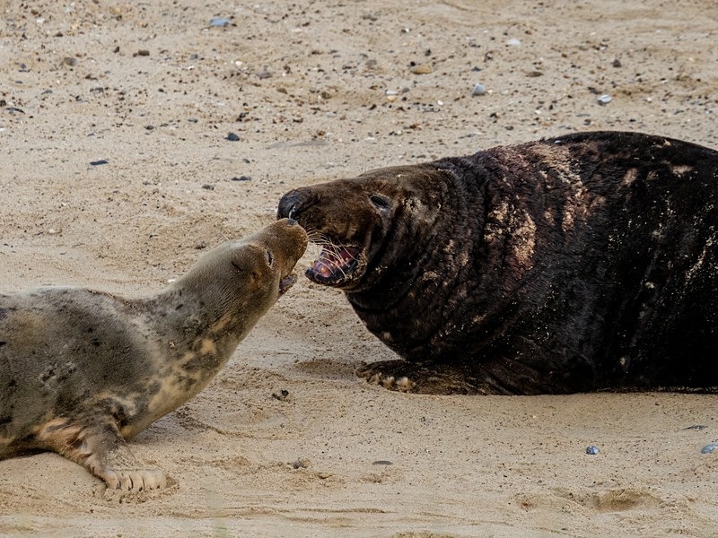 Atlantic Grey Seal - Atlantic Grey Seals