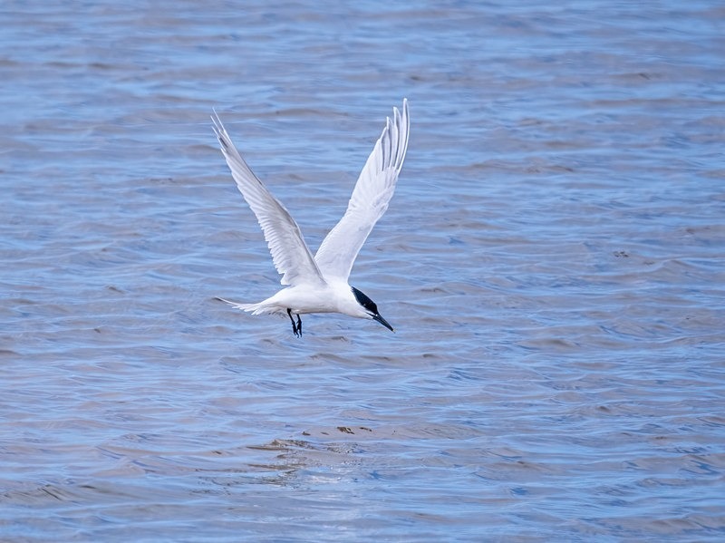 Sandwich Tern - Terns