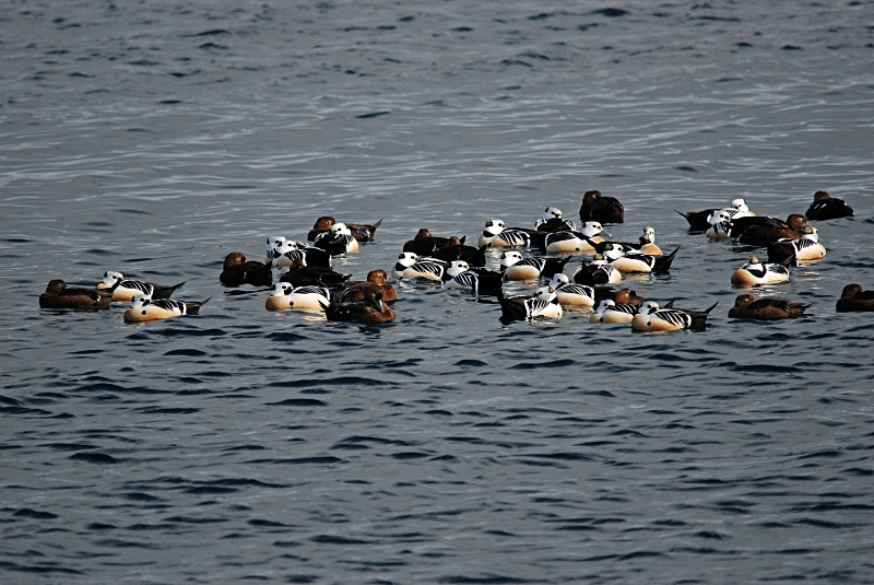 Steller's Eiders - Norway