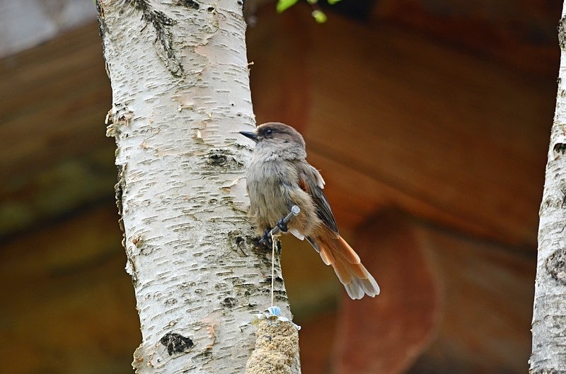 Siberian Jay - North Finland - part 1