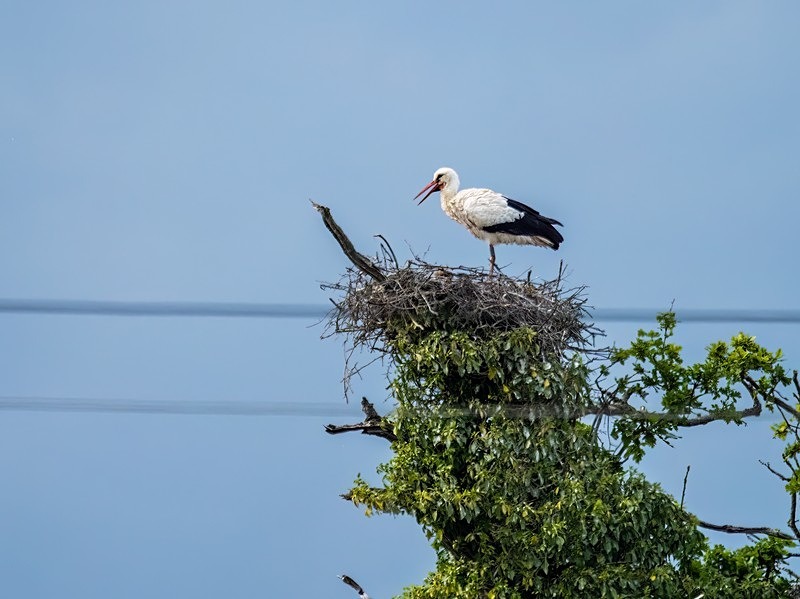 White Stork - Storks